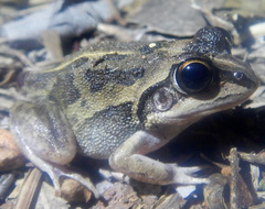 Ranoidea longipes