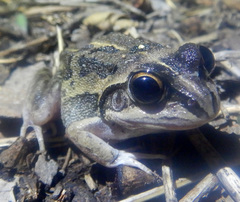 Ranoidea longipes