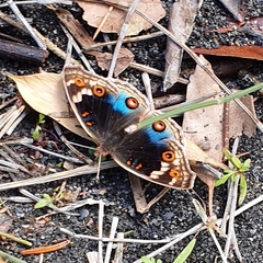Junonia orithya orithya
