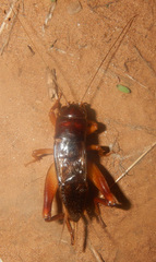 Gymnogryllus