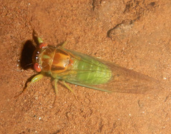 Palapsalta ligneocauda
