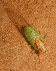 Palapsalta ligneocauda