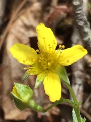 Waldsteinia