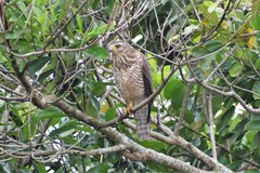Rupornis magnirostris