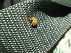 Harmonia sedecimnotata