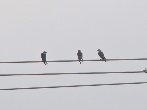 African Red-rumped Swallow (Cecropis melanocrissus), photo 8