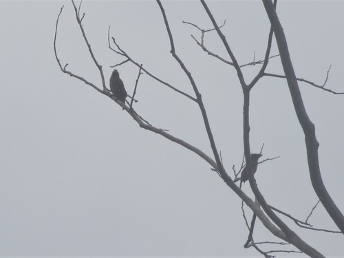 Bristle-nosed Barbet (Gymnobucco peli), photo 3