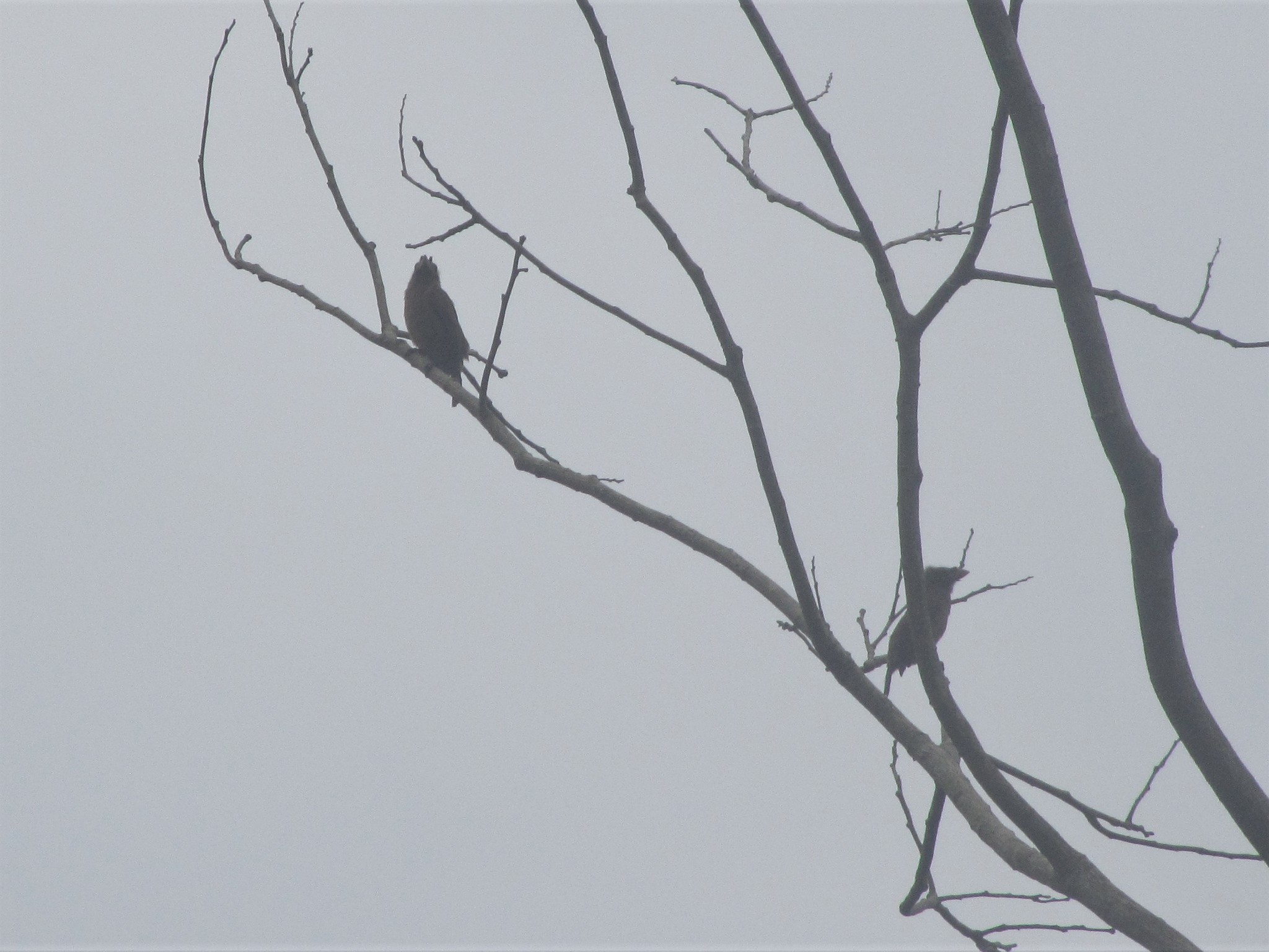 Bristle-nosed Barbet (Gymnobucco peli), photo 3