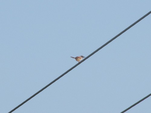 Red-winged Prinia (Prinia erythroptera), photo 3