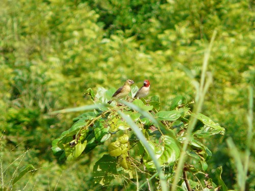 Red-headed Quelea (Quelea erythrops), photo 8