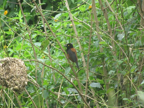 Chestnut-and-black Weaver (Ploceus castaneofuscus), photo 10