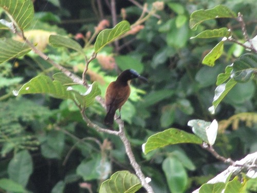Buff-throated Sunbird (Chalcomitra adelberti), photo 10