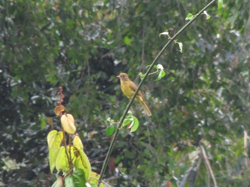 Golden Greenbul (Calyptocichla serinus), photo 9