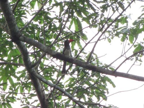 Red-billed Dwarf Hornbill (Lophoceros camurus), photo 4