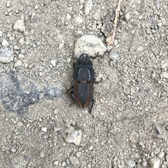 Erichius vittatus vittatus