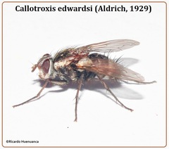 Callotroxis edwardsi