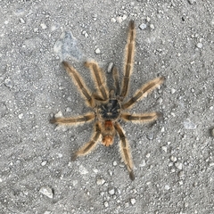 Phrixotrichus vulpinus