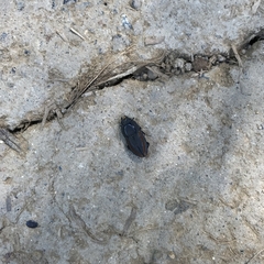 Erichius vittatus vittatus