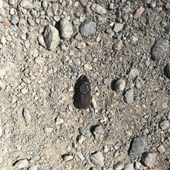 Erichius vittatus vittatus