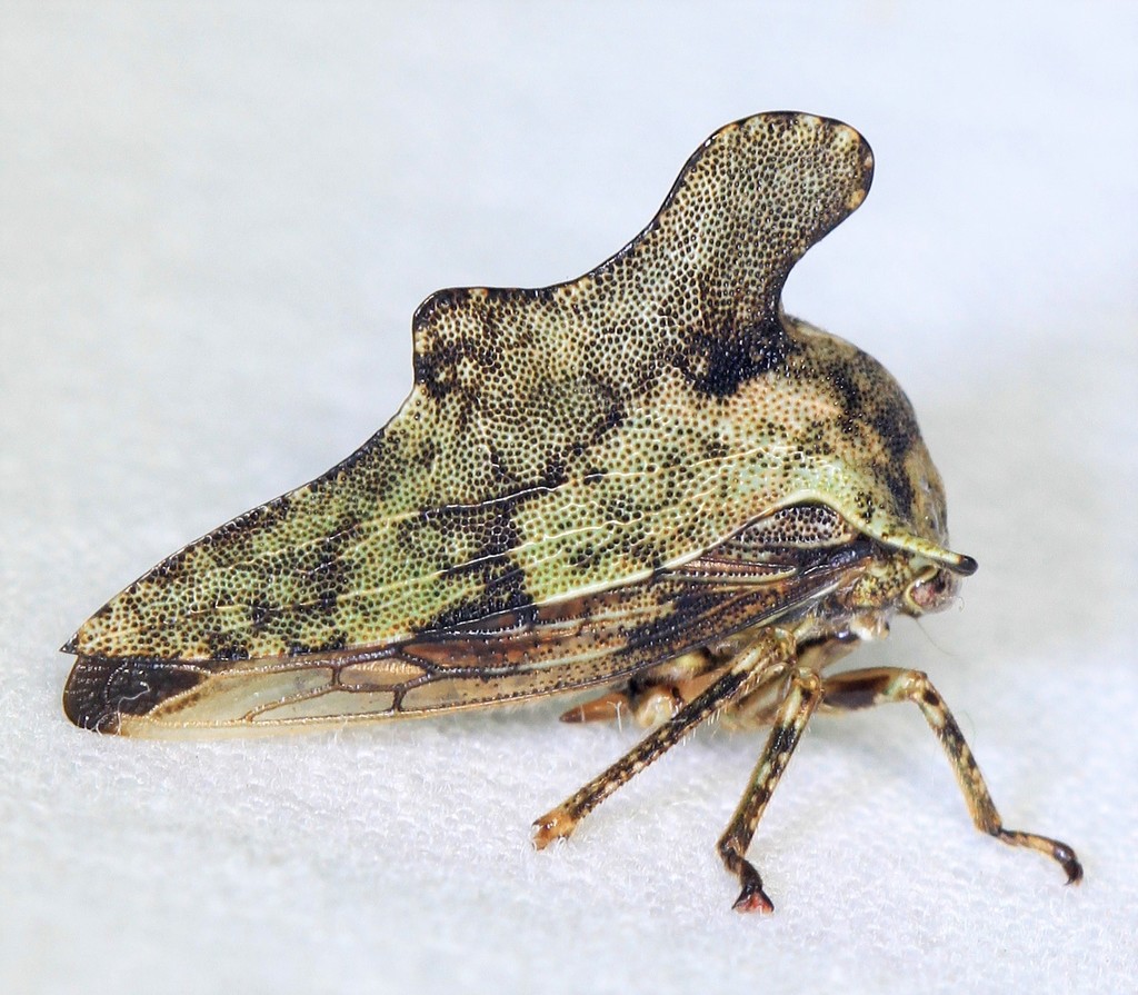 Heliria cristata