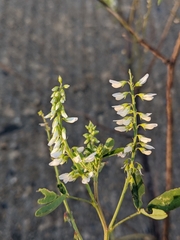 Melilotus albus