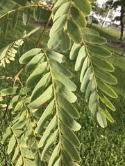 Tipuana tipu