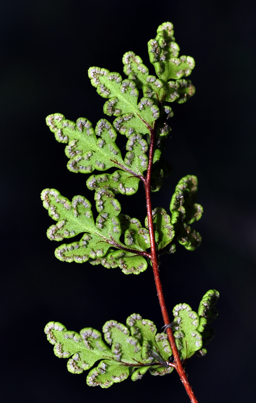 Oeosporangium