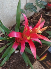 Tillandsia imperialis