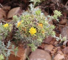 Berkheya heterophylla