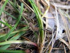 Lacinius horridus