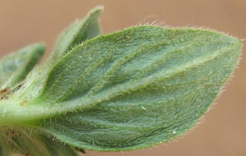 Richardia brasiliensis