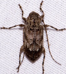 Astylopsis arcuata