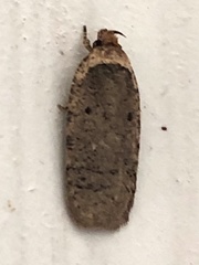 Agonopterix canadensis