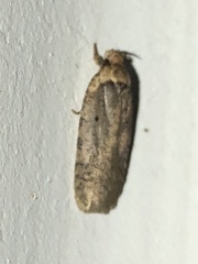 Agonopterix canadensis