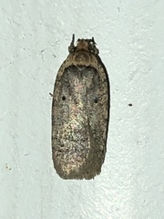 Agonopterix canadensis
