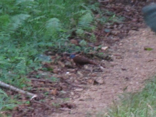Blue-headed Wood Dove (Turtur brehmeri), photo 2