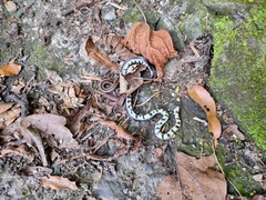 Sinomicrurus sauteri