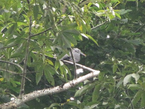 Western Dwarf Hornbill (Horizocerus hartlaubi), photo 7