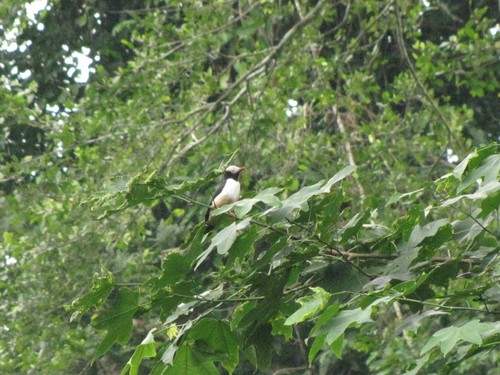 Red-billed Helmetshrike (Prionops caniceps), photo 10