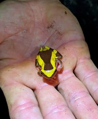 Dendropsophus leucophyllatus
