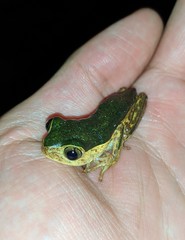 Pithecopus palliatus