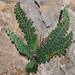 Scaly Lip Fern - Photo (c) faluke, some rights reserved (CC BY-NC), uploaded by faluke