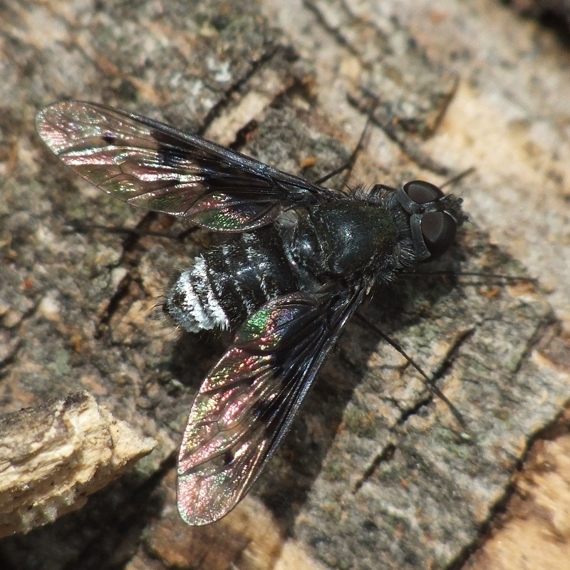 Anthrax trifasciatus