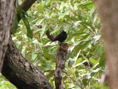 White-fronted Black Chat (Oenanthe albifrons), photo 3