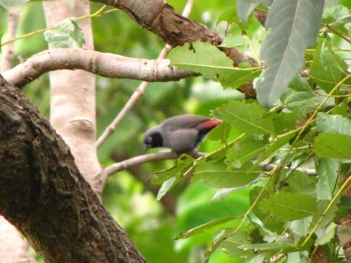 Black-faced Firefinch (Lagonosticta larvata), photo 6