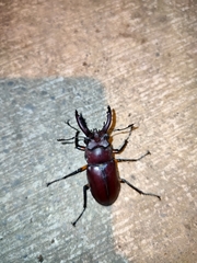 Lucanus formosanus