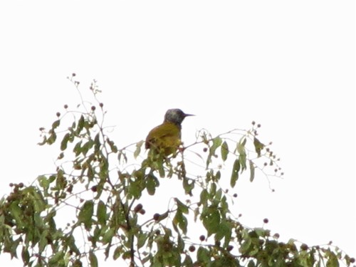 Oriole Warbler (Hypergerus atriceps), photo 10