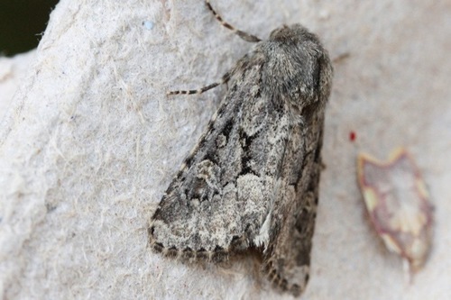 Flounced Rustic