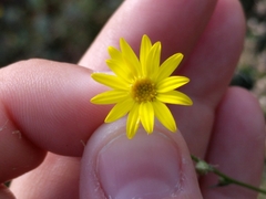 Croptilon hookerianum