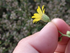 Croptilon hookerianum